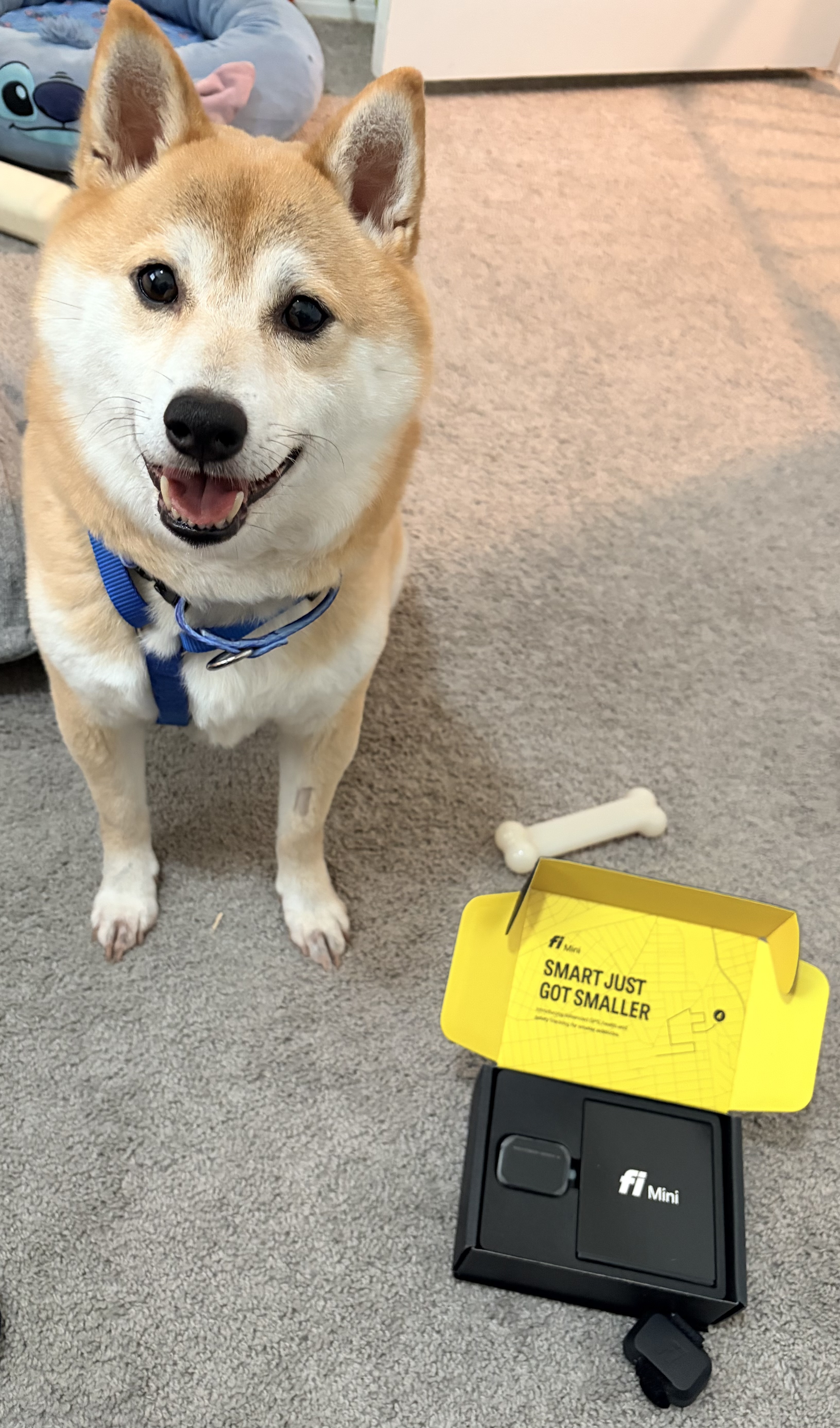 Akai Kitsune, a red Shiba Inu smiling indoors