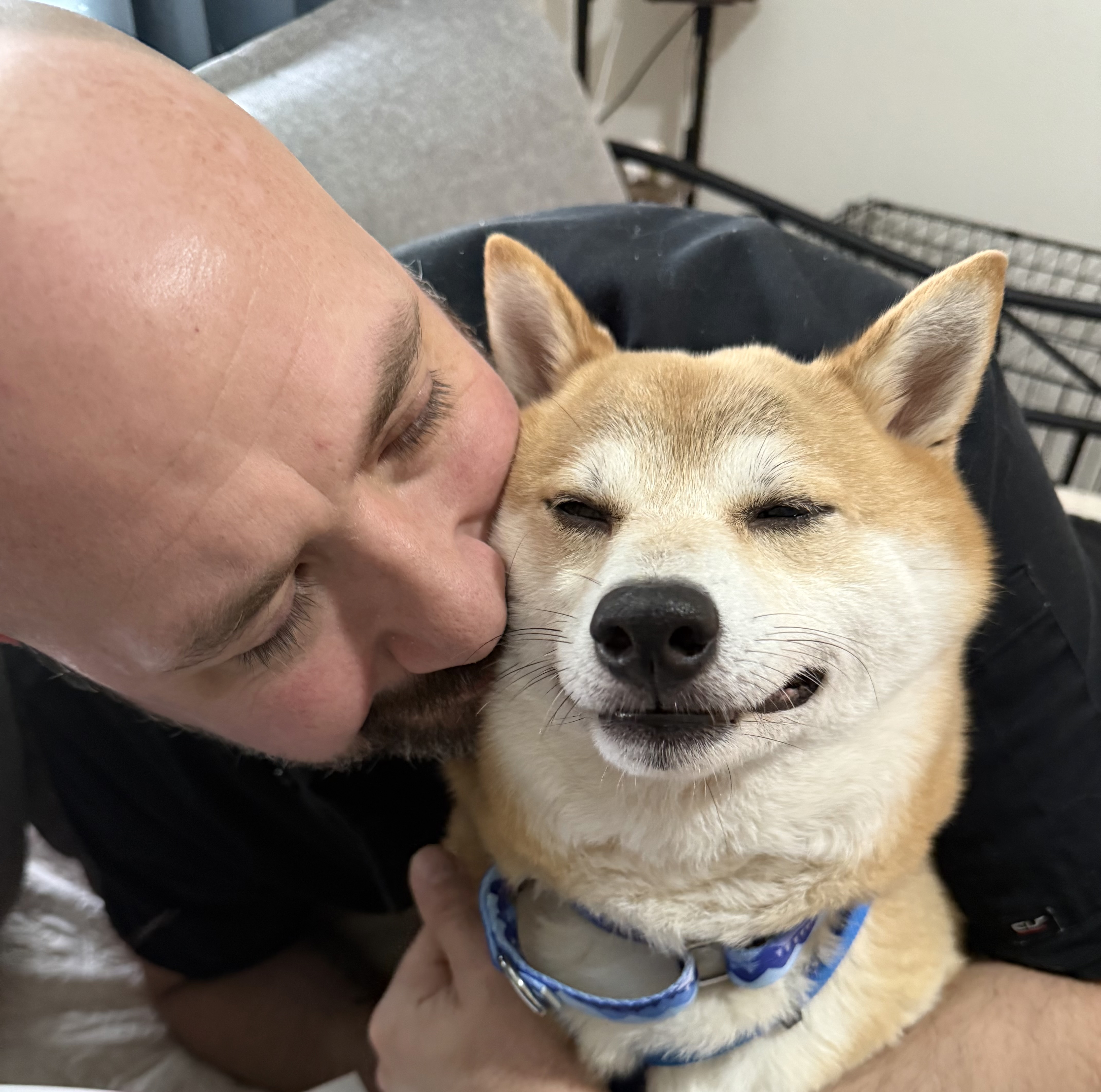 Akai Kitsune, a red Shiba Inu smiling indoors