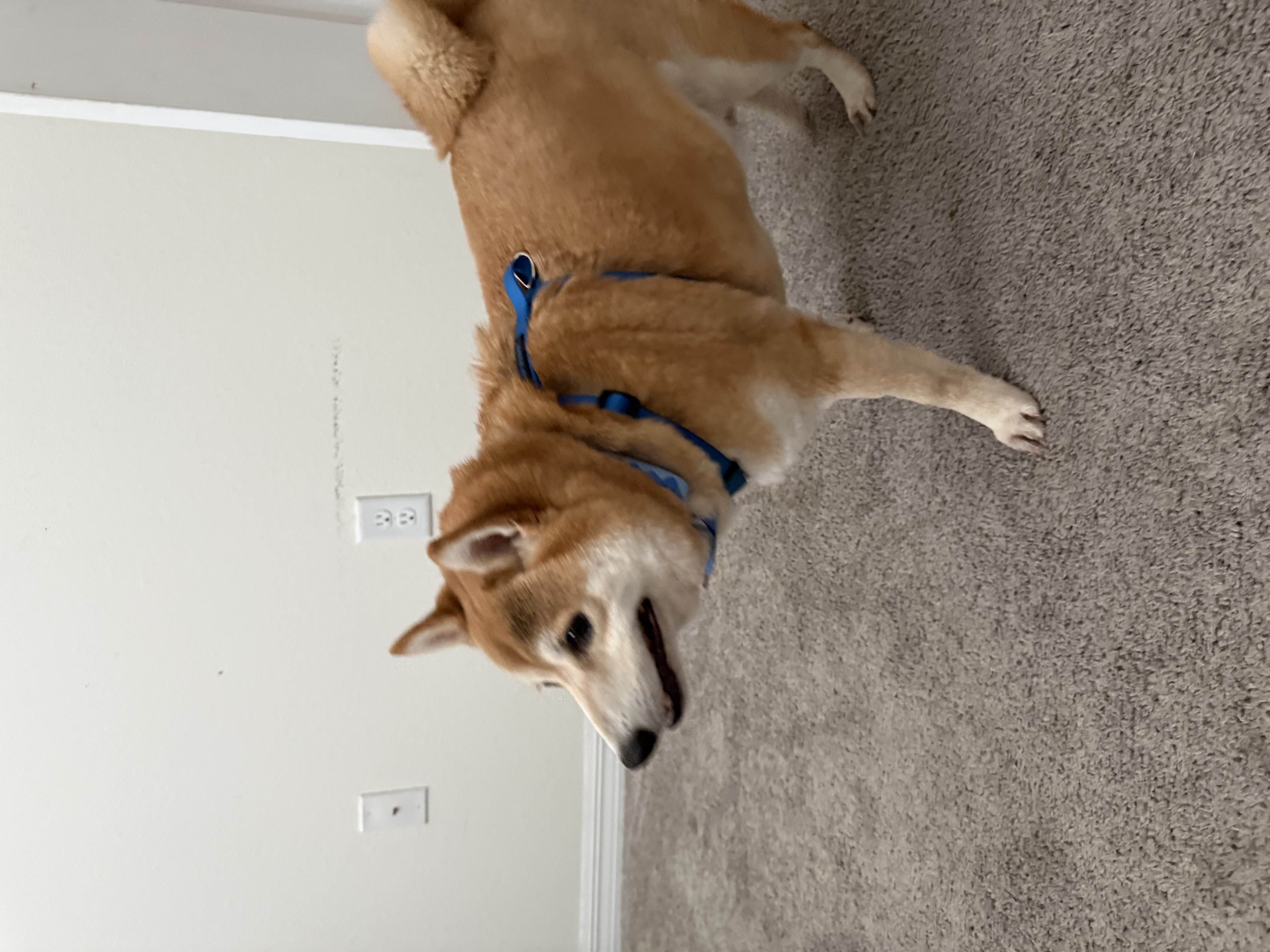 Akai Kitsune, a red Shiba Inu enjoying attention