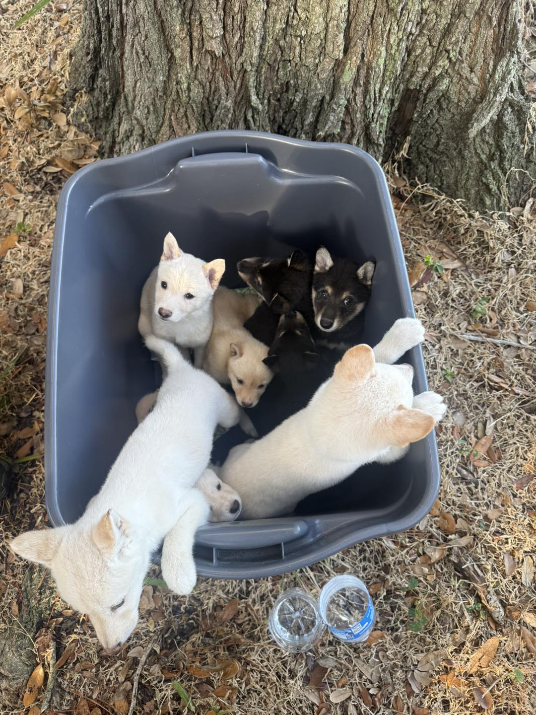 Shiba Inu puppies found abandoned at Taylor Park in Largo Florida (Parvo 12)