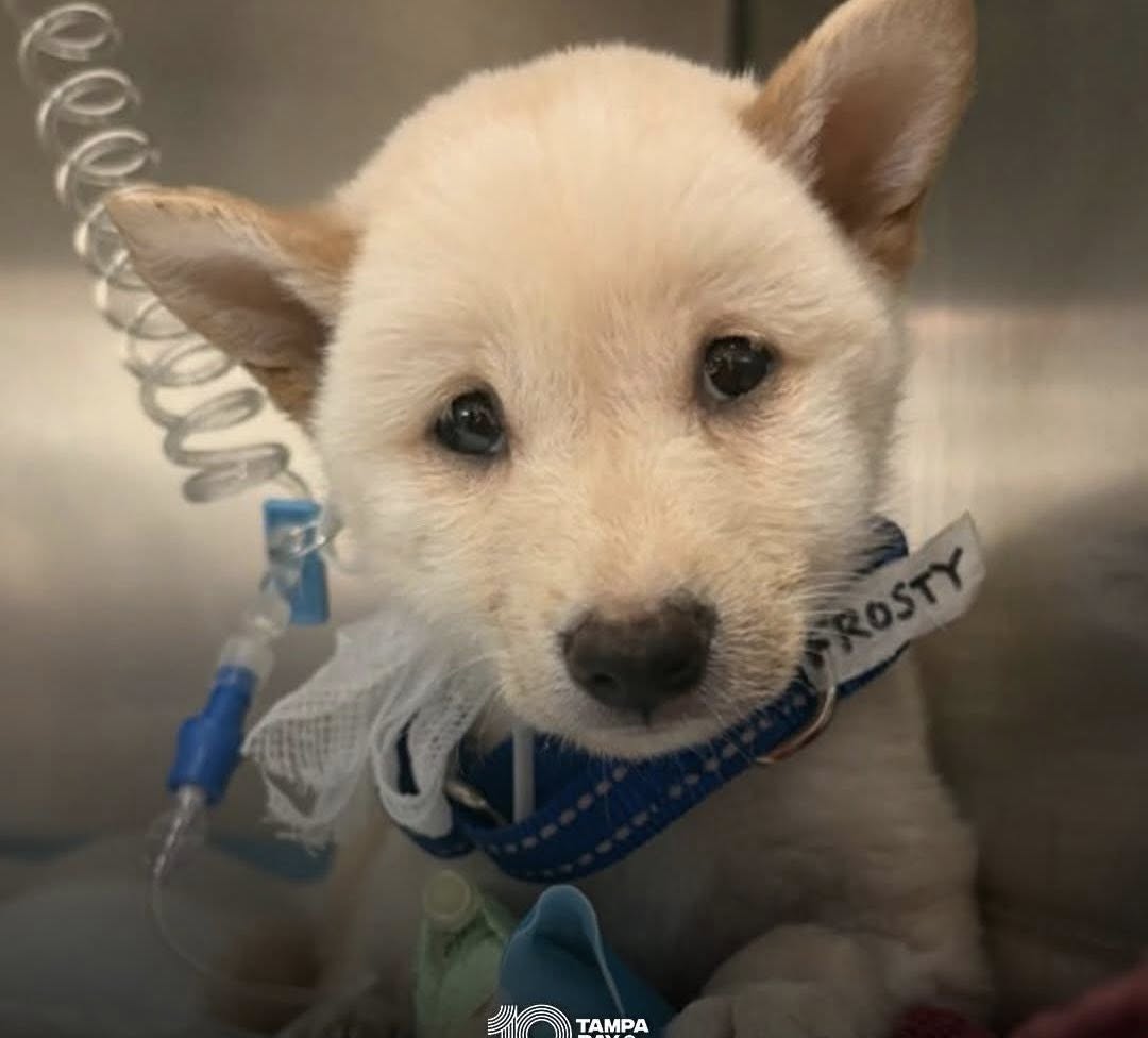 Frosty getting medical care