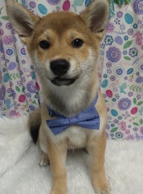 Itachi, a red Shiba Inu