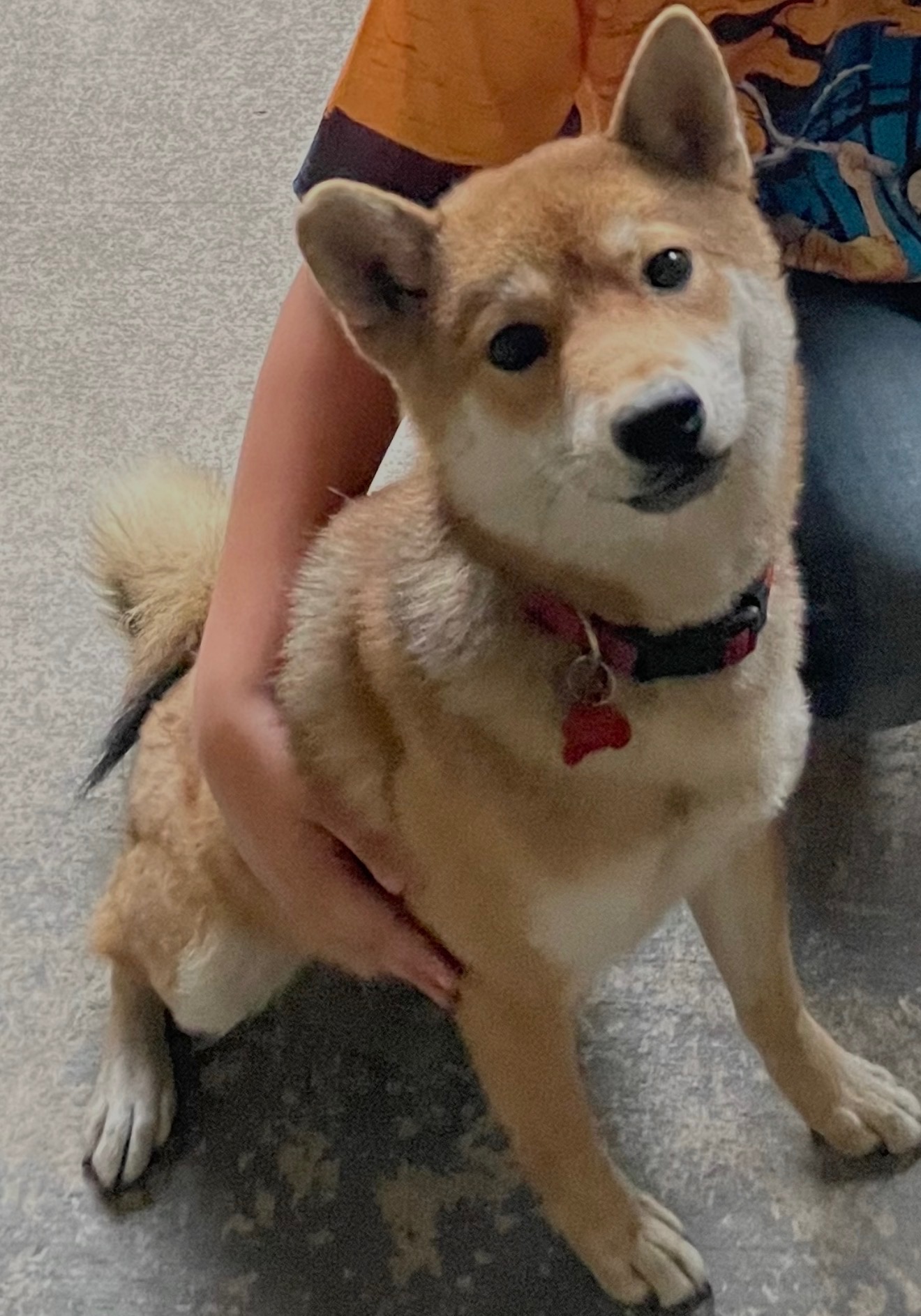 Itachi, a red Shiba Inu