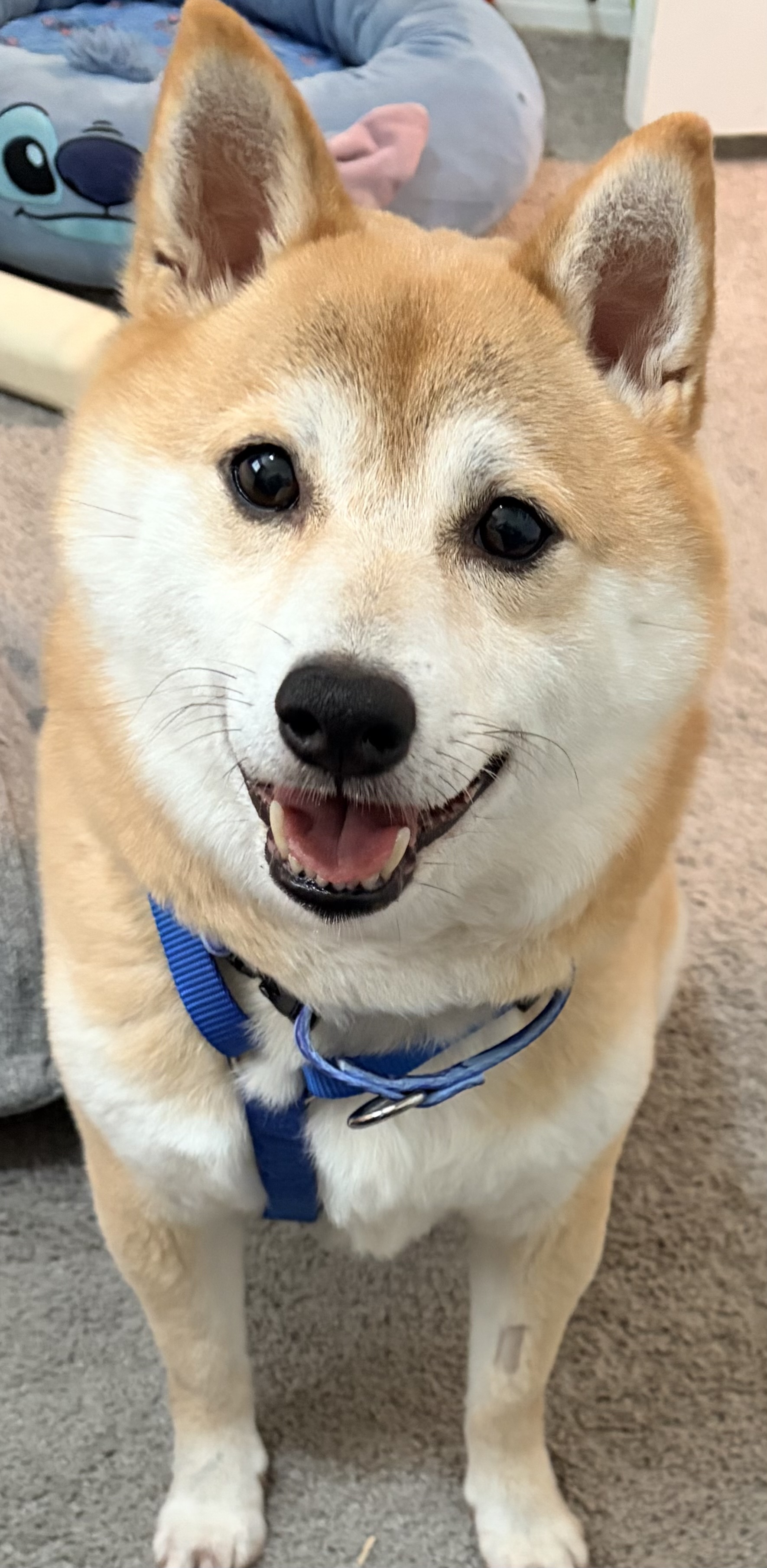 Akai Kitsune
