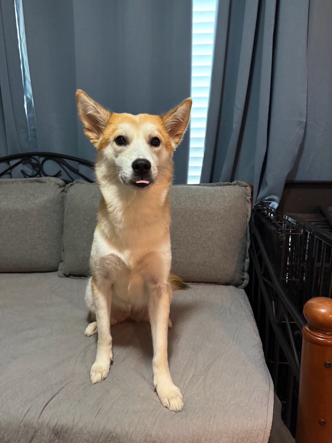 Miso sitting with her tongue peeking out