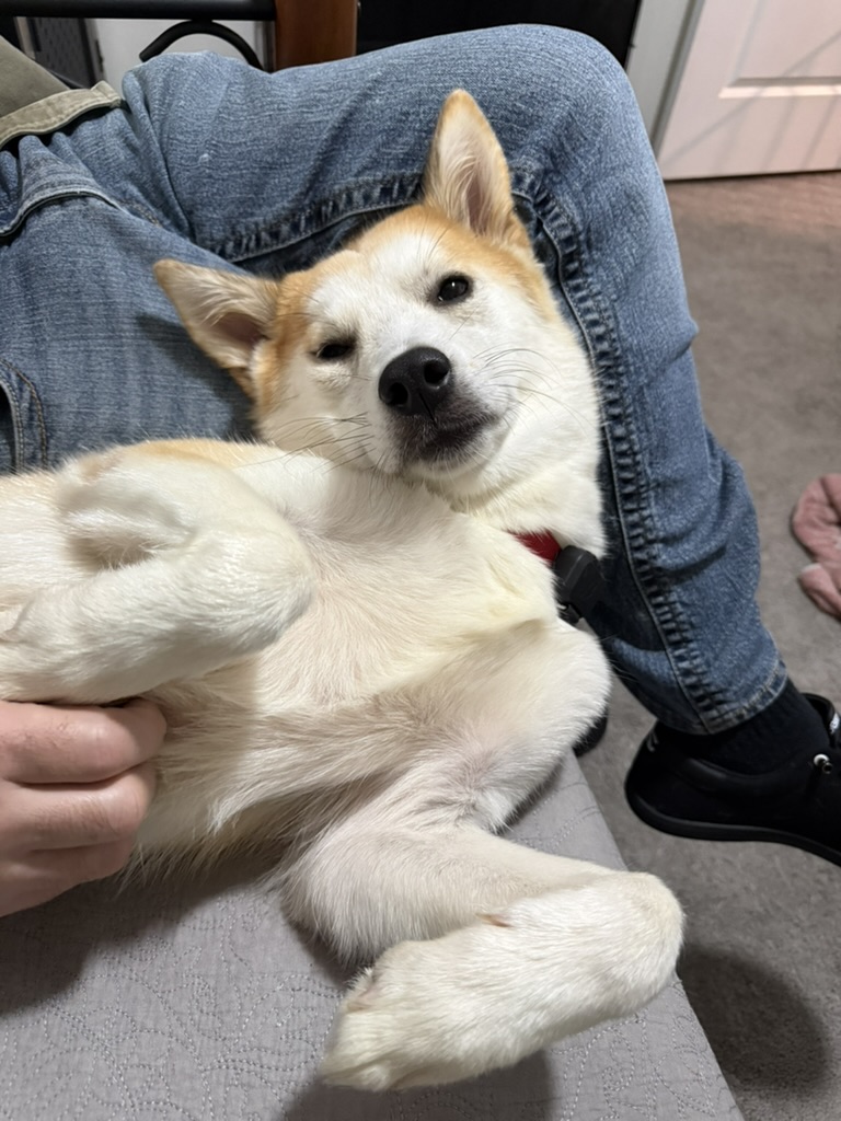 Miso cuddling on the couch