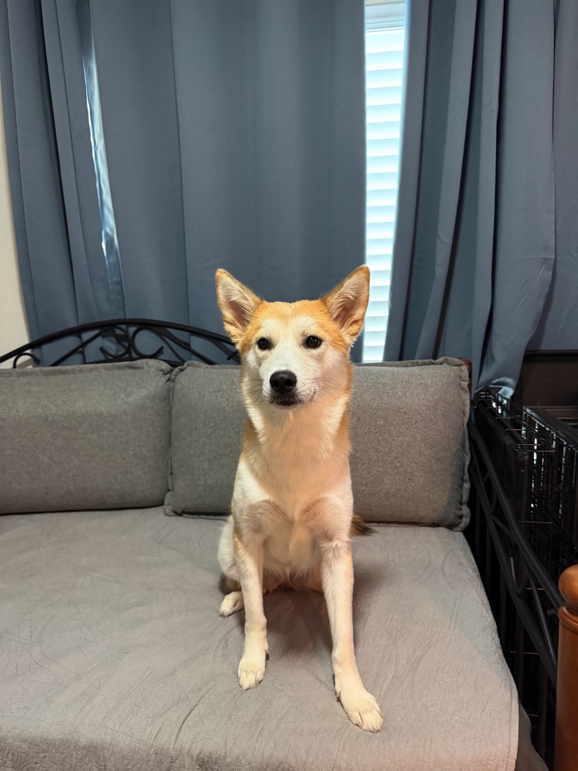 Miso