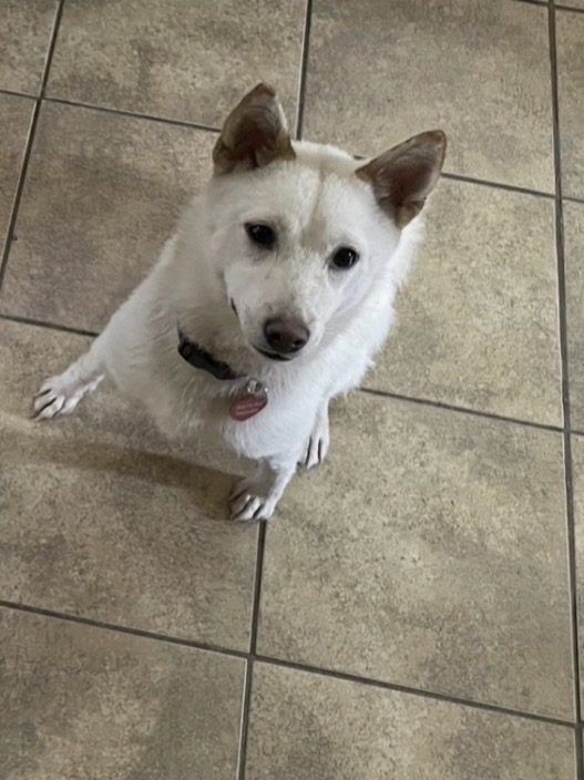 Nezuko, a cream Shiba Inu sitting on tile floor