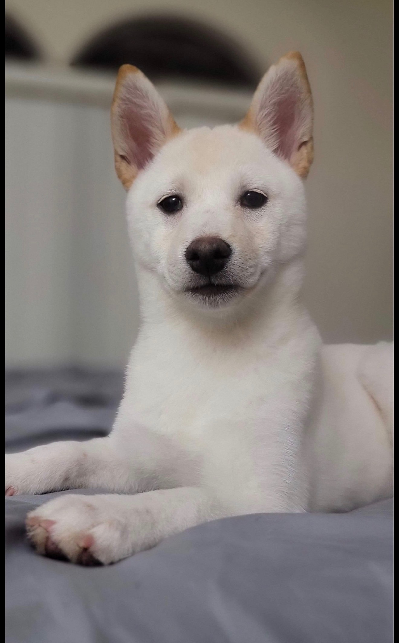Nezuko, a cream Shiba Inu laying down
