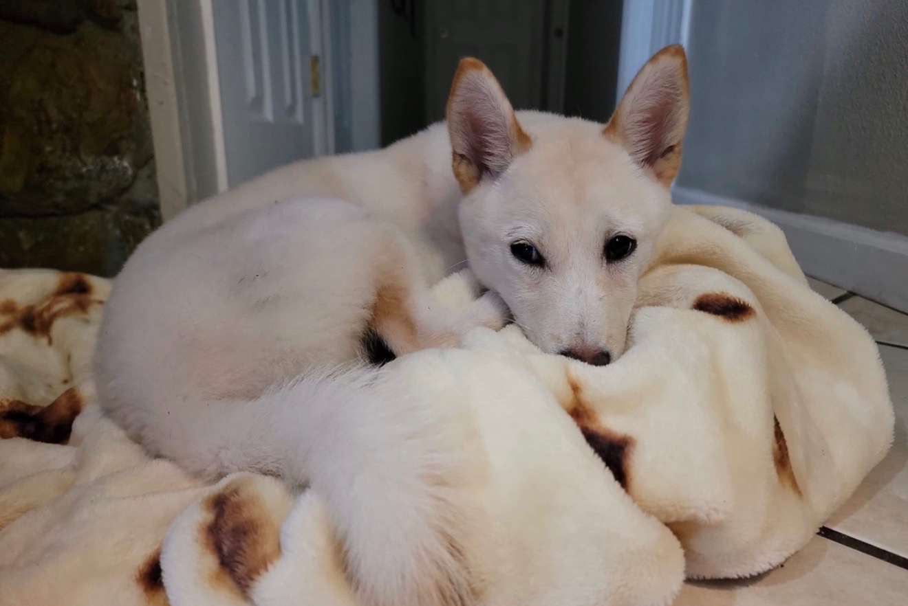 Nezuko, a cream Shiba Inu laying on blanket